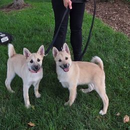 Norwegian Buhund Puppies from Zodiac ranch