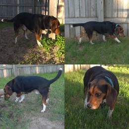Oakley - Black red and white male Beagle puppy in Bemidji, Minnesota from Nse Farms Beagles
