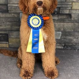 Australian Labradoodle, Cavapoo, and Goldendoodle Puppies from Deer Creek Labradoodles
