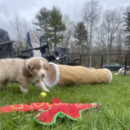 Australian Shepherd Puppies from Quiet Cove Kennels