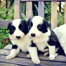 Border Collie Puppies from Ranch Girl Border Collies