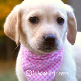 Labrador Retrievers from Urbane Retrievers