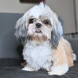 Rosy - Tricolor female Shih Tzu puppy in Montrose, Colorado from Nana's Happy Pups