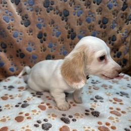 Andy - Piebald male Dachshund puppy in Stilwell, Oklahoma from Ross Ranch Dachshunds