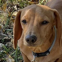 Dachshunds from Reeves Dashing-Hounds