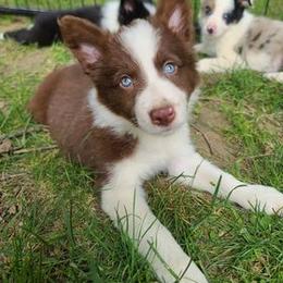 Border Collie Puppies from Harmonie 21 Border Collies