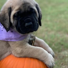 Mastiff Puppies from Red River Mastiff