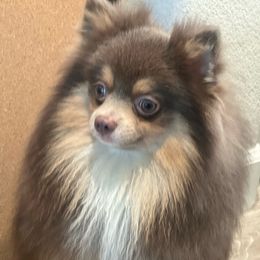 Prancer - Lavender Pomeranian puppy in Brentwood, California from Royalpawpoms