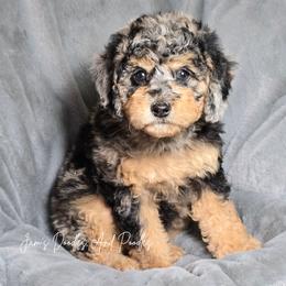 Varang - Blue merle female Aussiedoodle puppy in Cleveland, Georgia from Jam's Doodles And Poodles