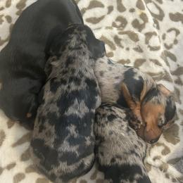 Dachshund Puppies from Space Coast Dachshunds