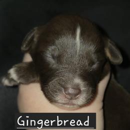 Australian Shepherd Puppies from Arbor hill Australian Shepherds