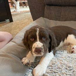 English Springer Spaniel Puppies from Timothy Naylor