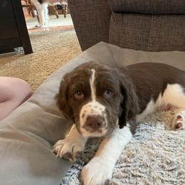 English Springer Spaniel Puppies from Timothy Naylor