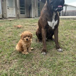 Boxer and Cavapoo Puppies from Acadian Kennels