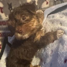 Timmy - Chocolate, tan and white male Yorkshire Terrier puppy in Eden, Maryland from Canines  Unlimited