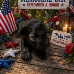 CP Purple AKC Toy - Black and silver female Miniature Schnauzer puppy in Benson, North Carolina from A Bundle of Love