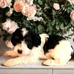 Gracie - Tri-color female Cavapoo puppy in Myrtle Beach, South Carolina from Colorful-K9'S