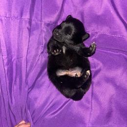 Calypso - Black female Pomeranian puppy in Somerset, Kentucky from Perez Pomeranians