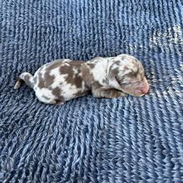 Reese - Dapple male Dachshund puppy in Hawley, Texas from Little e Dachshunds