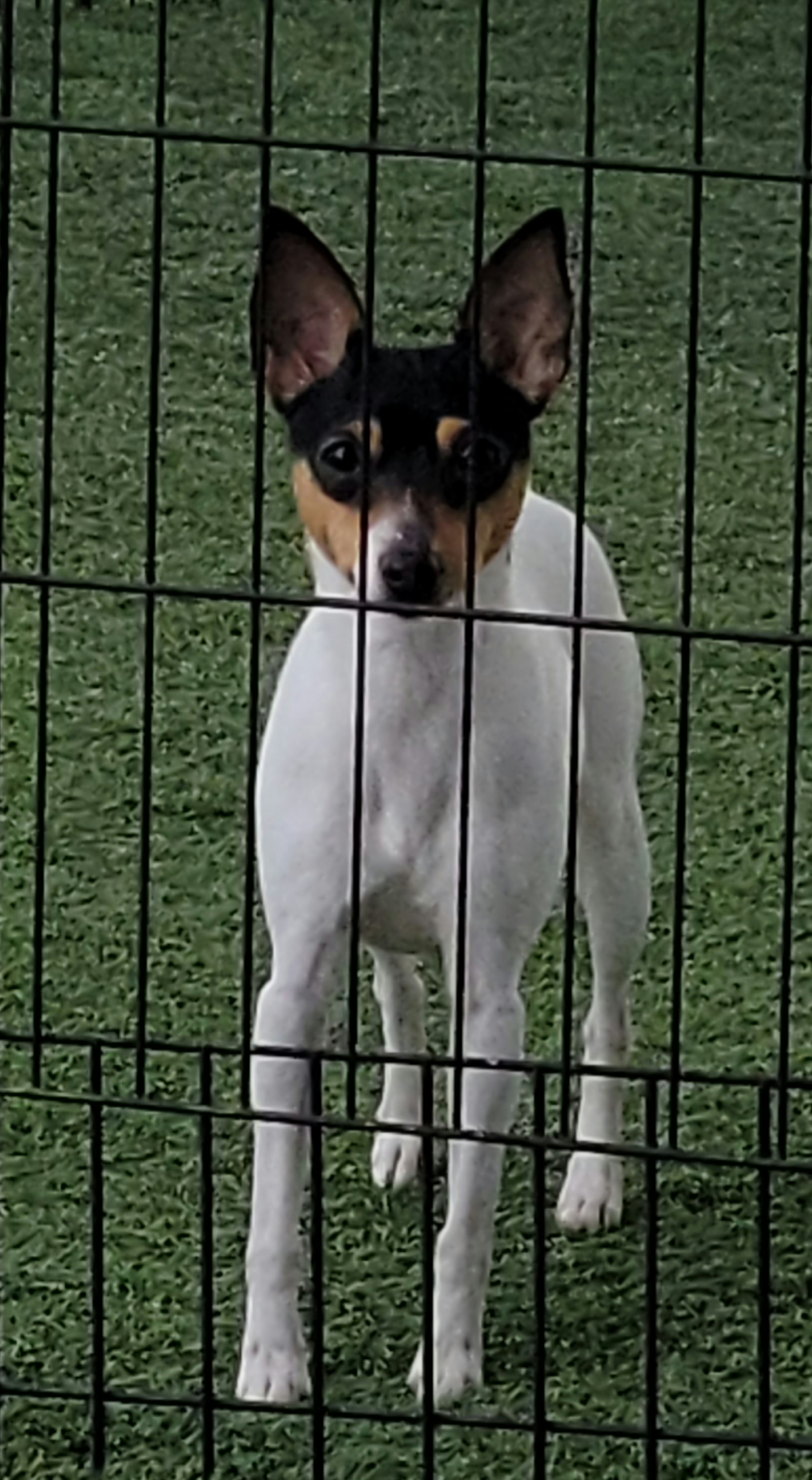 Mudi and Toy Fox Terrier All Grown Up from JANUS SHOW DOGS "Mudis & Toy Fox Terriers"