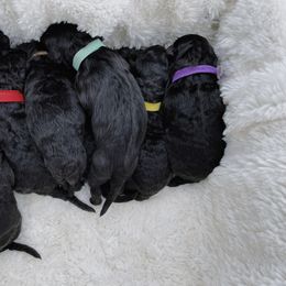 Poodle Puppies from Fluffy Doodle Farms