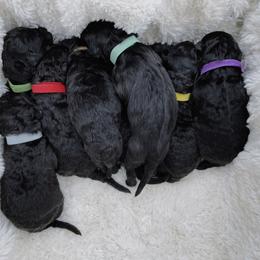Poodle Puppies from Fluffy Doodle Farms