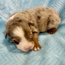 Avery - Red merle male Australian Shepherd puppy in Blomkest, Minnesota from Meljestic Farms