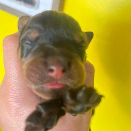 Purple - Black and mahogany female Rottweiler puppy in Mancelona, Michigan from Nicolle Stone