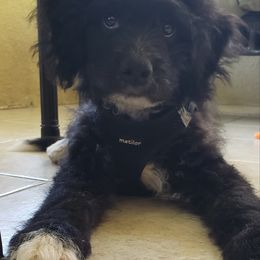 Gabrio - Black and white male Spanish Water Dog puppy in Clermont, Florida from The Woolly Dog Ranch