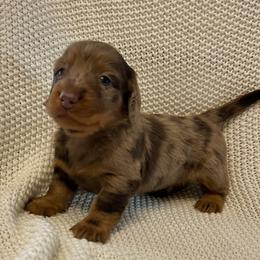 Dachshund Puppies from ATR Dachshunds