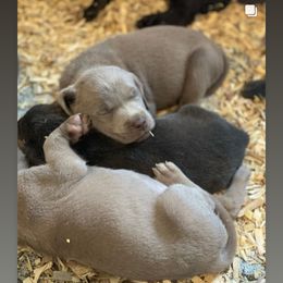 Basset Hound and Labrador Retriever Puppies from Porter Kennels