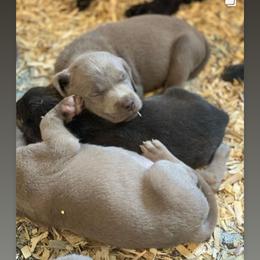 Basset Hound and Labrador Retriever Puppies from Porter Kennels