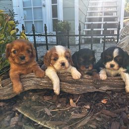 Cavalier King Charles Spaniel Puppies from Diamond Valley Ranch