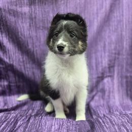 Mandy - Black white and tan female Shetland Sheepdog puppy in Lebanon, Missouri from Sassy's Classy Canines