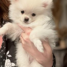 Little Man - White male Pomeranian puppy in Las Vegas, Nevada from Pomeranian Puppies