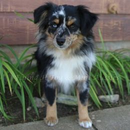 Mikala - Toy Australian Shepherd
