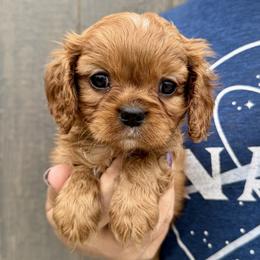 Penny - Ruby female Cavalier King Charles Spaniel puppy in Boardman, Ohio from Taliaferro Kennel