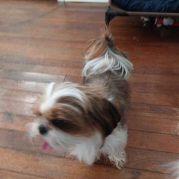Lucy - Shih Tzu