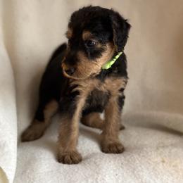 Mindy - Black and tan female Airedale Terrier puppy in Thomasville, North Carolina from Beitzel Babies