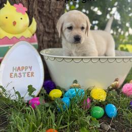 Purple girl - Yellow female Labrador Retriever puppy in Corning, California from Raven's Labradors