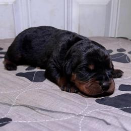 Red collar - Black and mahogany female Rottweiler puppy in Grand Rapids, Michigan from Rott-Squad Kennels