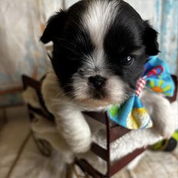 Boy 1 - Black gold and white male Shih Tzu puppy in Claremont, California from Lovable Shih Tzus
