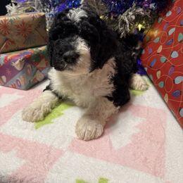 Comet - Black and white male Sheepadoodle puppy in Chesapeake, Virginia from Doodle-Cove