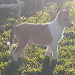 Collie Puppies from Nightstar Collies