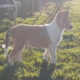 Collie Puppies from Nightstar Collies