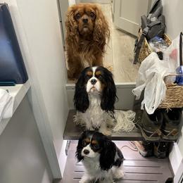 Cavalier King Charles Spaniel Puppies from Meant To Be Cavalier King Charles Spaniels