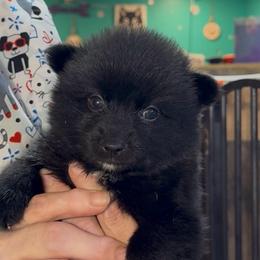Kira - Black female Pomsky puppy in Spring Hill, Florida from PDQ Pomskies