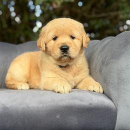 Brisket Girl - Golden female Golden Retriever puppy in Knoxville, Tennessee from Jack and Ginger’s Goldens