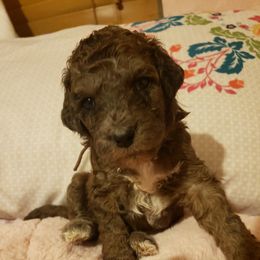 Aussiedoodle Puppies from Color Country Doodles
