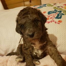 Aussiedoodle Puppies from Color Country Doodles